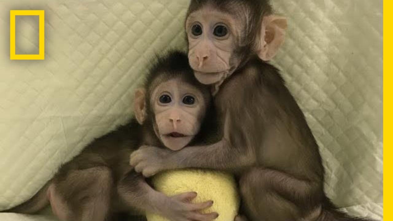 ชมความน่ารักของลูกลิงโคลนนิ่งคู่แรกในจีน