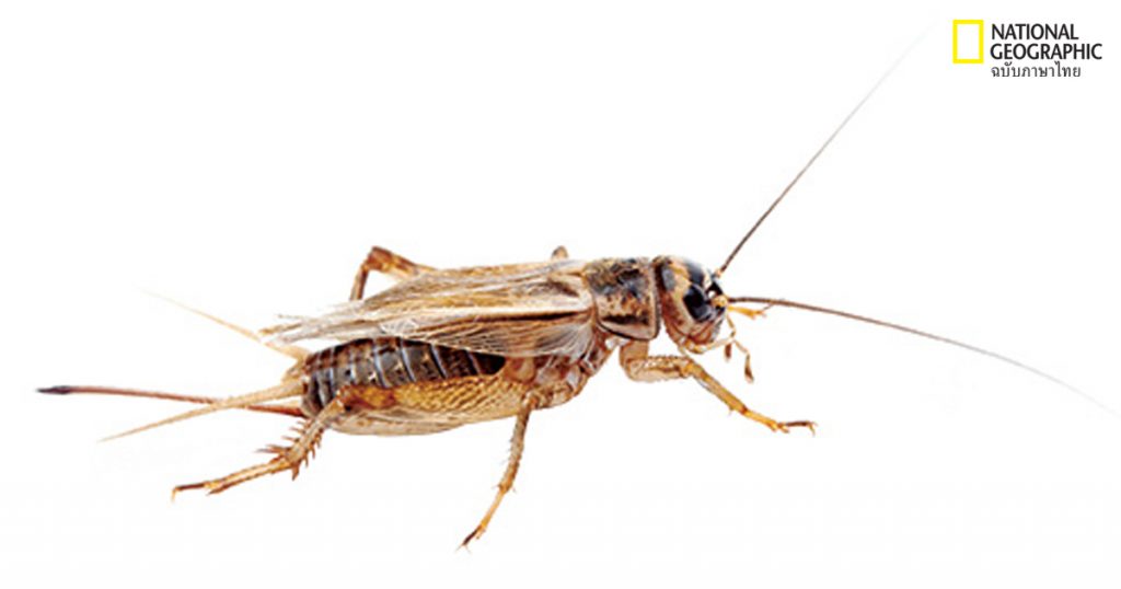 แมลงกินได้