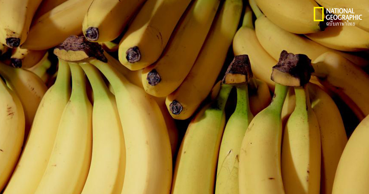 กล้วยกินได้ทั้งเปลือกจะช่วยโลกได้ไหม?