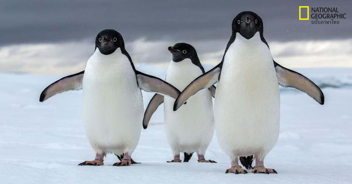 ค้นพบนิคมขนาดยักษ์ของเพนกวินในแอนตาร์กติกา