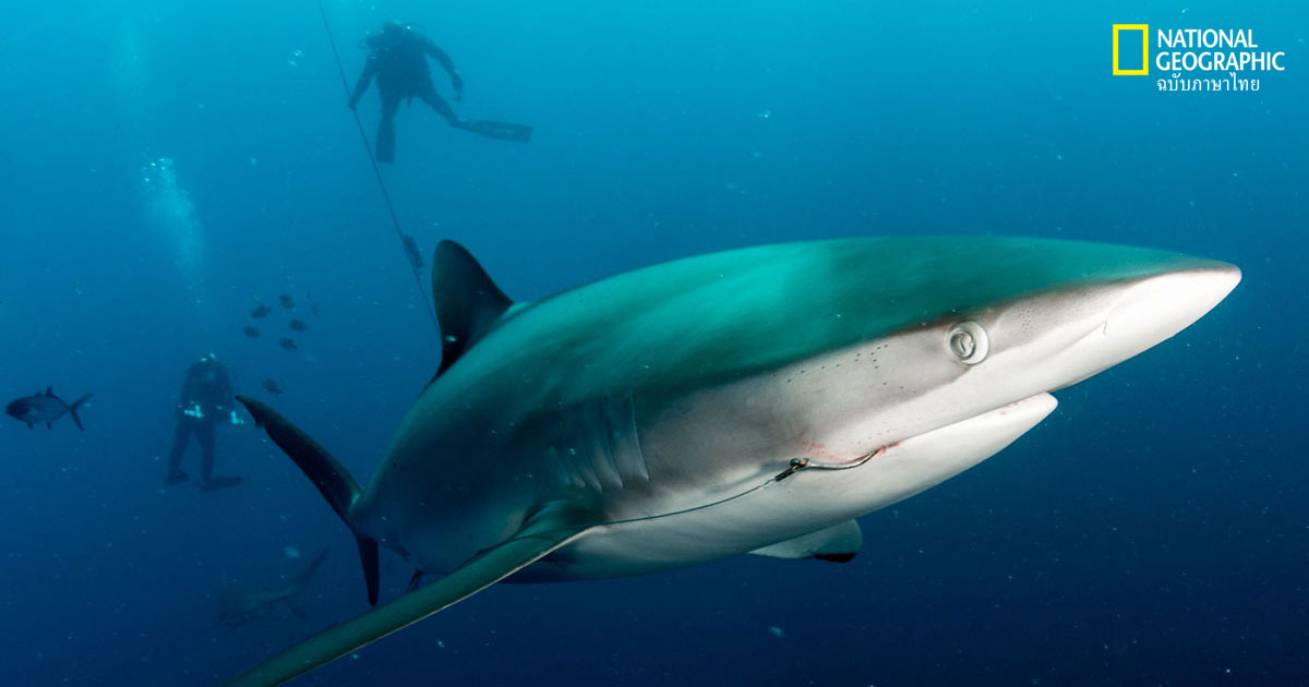 บันทึกภาคสนามนักอนุรักษ์: “ฉลาม” นักล่าผู้ตกเป็นเหยื่อ