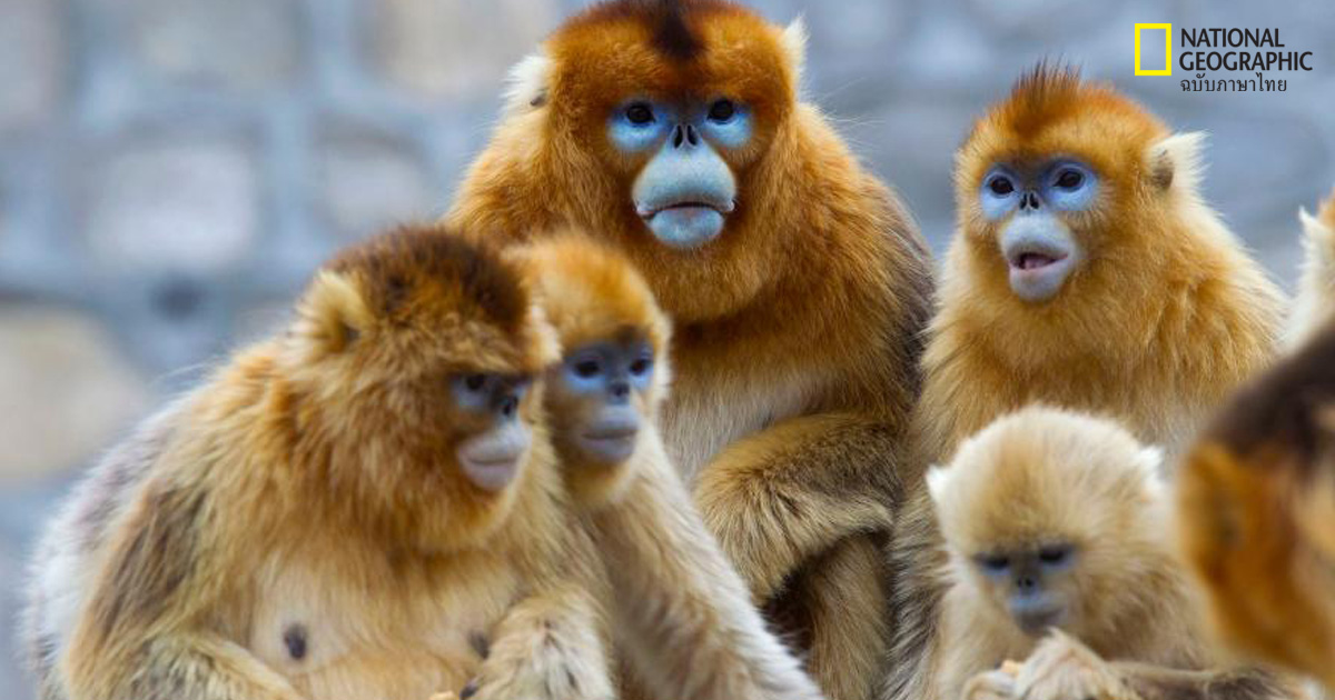 บันทึกอายุ 2,000 ปี บ่งชี้ถึงจำนวนลิงจมูกเชิดสีทองในอดีต
