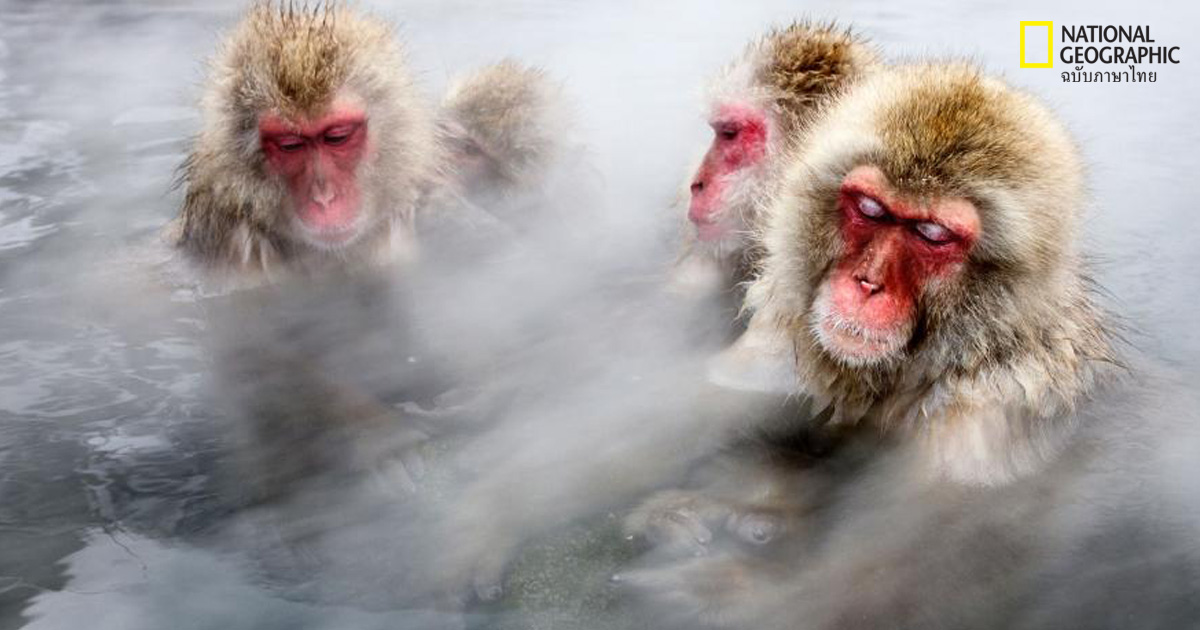 ลิงกังญี่ปุ่นแช่น้ำร้อนเพื่อคลายเครียด
