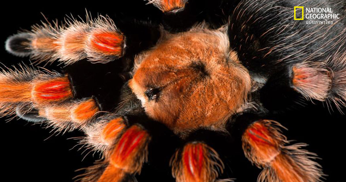 คุณกลัวแมงมุมไหม? มาชม 10 ภาพของสัตว์มีพิษอันน่าอัศจรรย์นี้กัน