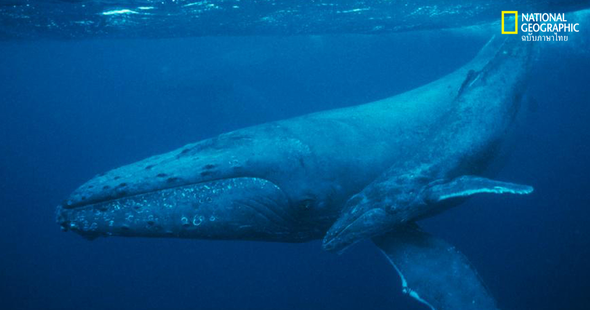ฟอสซิลของวาฬ