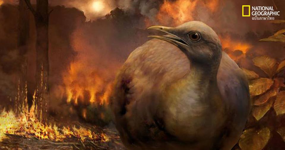 นกในยุคไดโนเสาร์เอาชีวิตรอดจากอุกกาบาตได้อย่างไร?