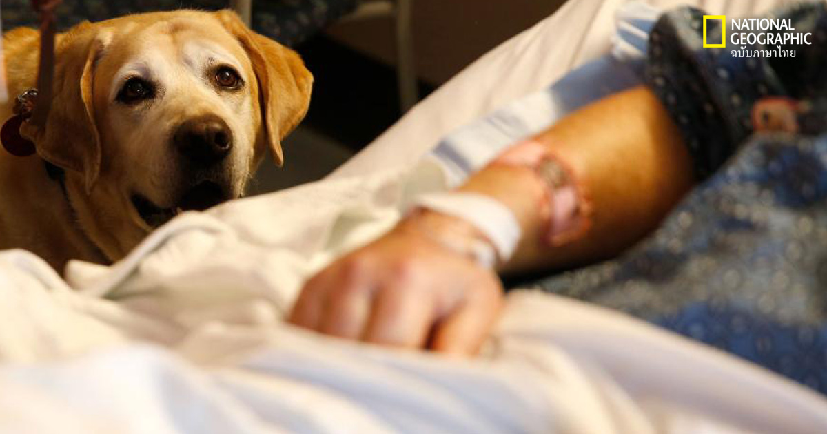 สุนัขบำบัดช่วยผู้ป่วยได้จริง แต่ตัวมันเองรู้สึกยังไง?
