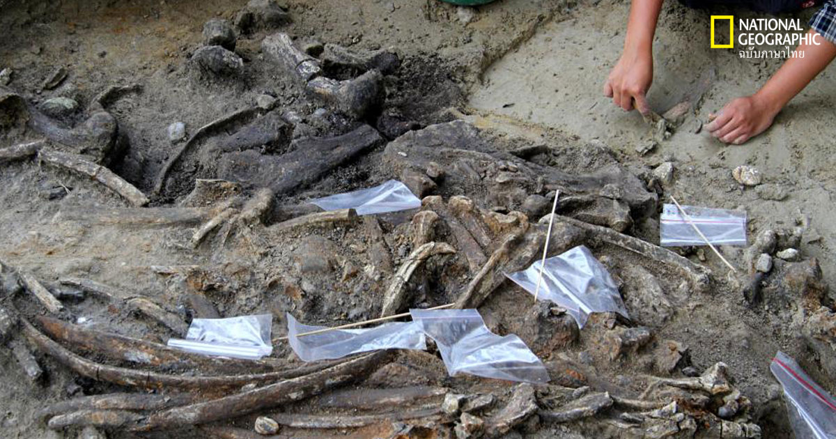 ใครคือผู้ประดิษฐ์เครื่องมือหินอายุ 700,000 ปี ในฟิลิปปินส์?