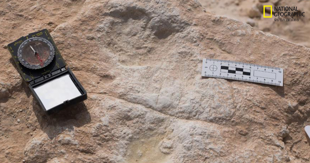 รอยเท้าเก่าแก่ 85,000 ปี ร่องรอยการอพยพมนุษย์