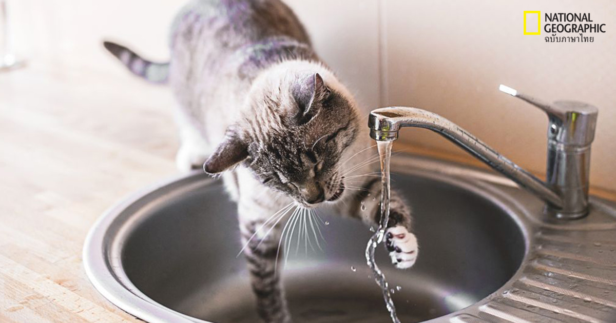 แมวชอบดื่มน้ำจากก๊อก