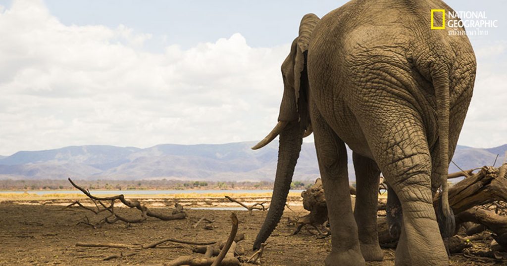 อัณฑะสัตว์