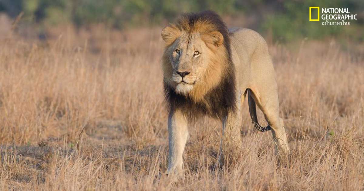 พวกลักลอบล่าสัตว์ในแอฟริกาใต้ถูกสิงโตกิน