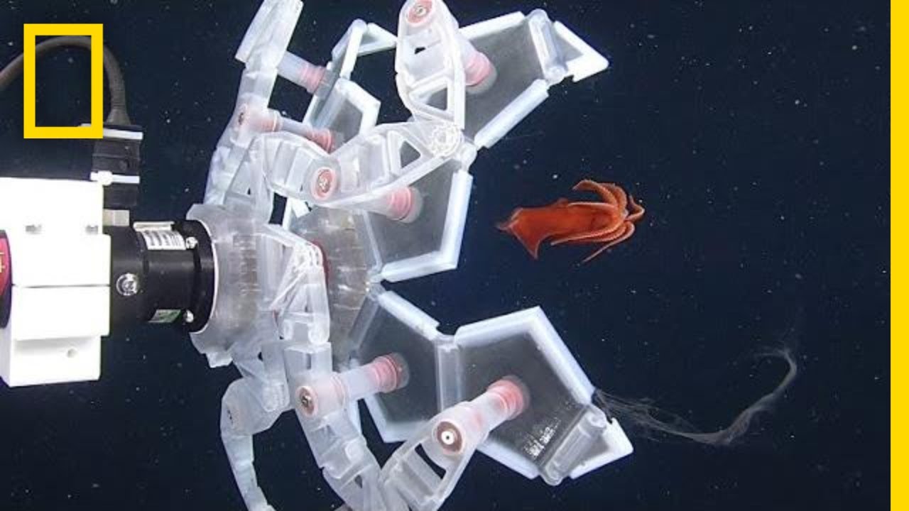 หุ่นยนต์แบบใหม่ช่วยจับสัตว์ทะเลอย่างนุ่มนวล