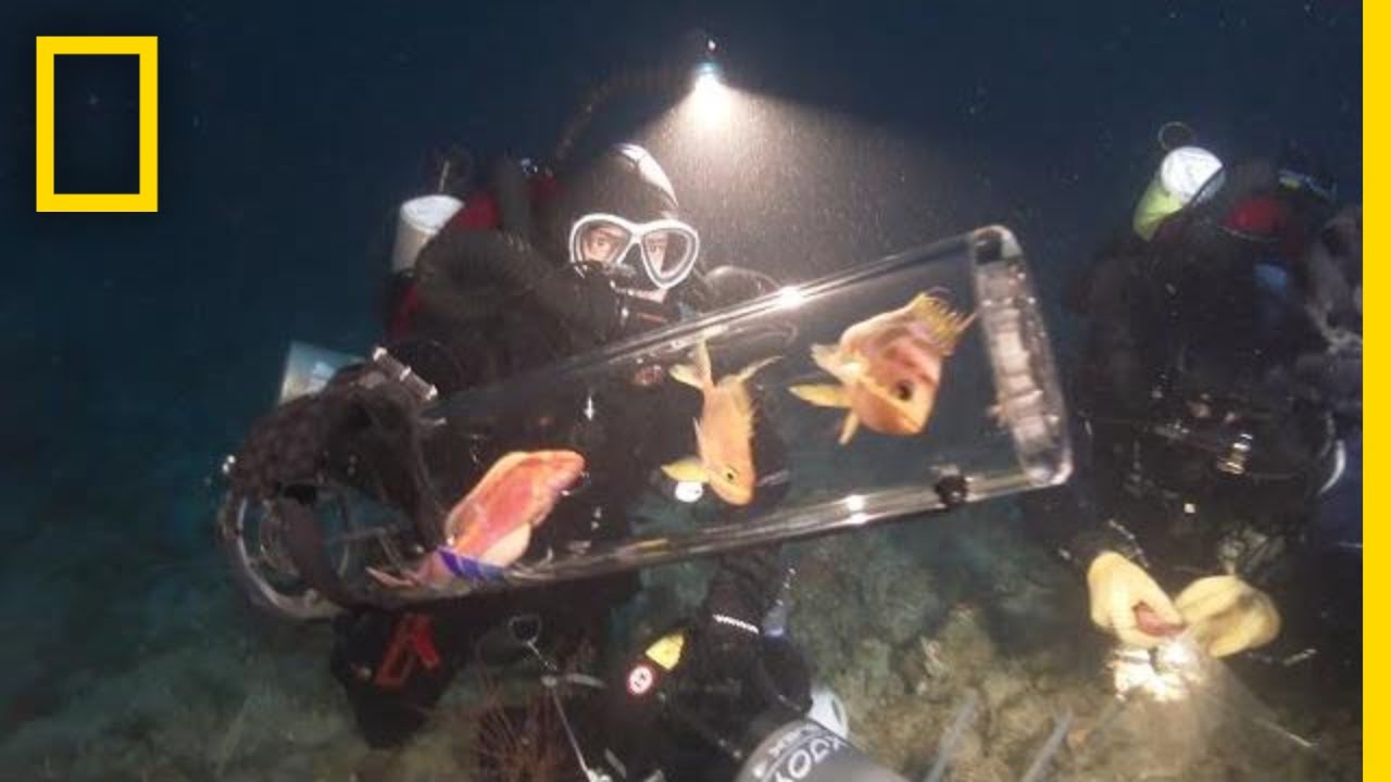 นวัตกรรมใหม่ช่วยสัตว์ใต้ทะเลลึกขึ้นสู่ผิวน้ำอย่างปลอดภัย