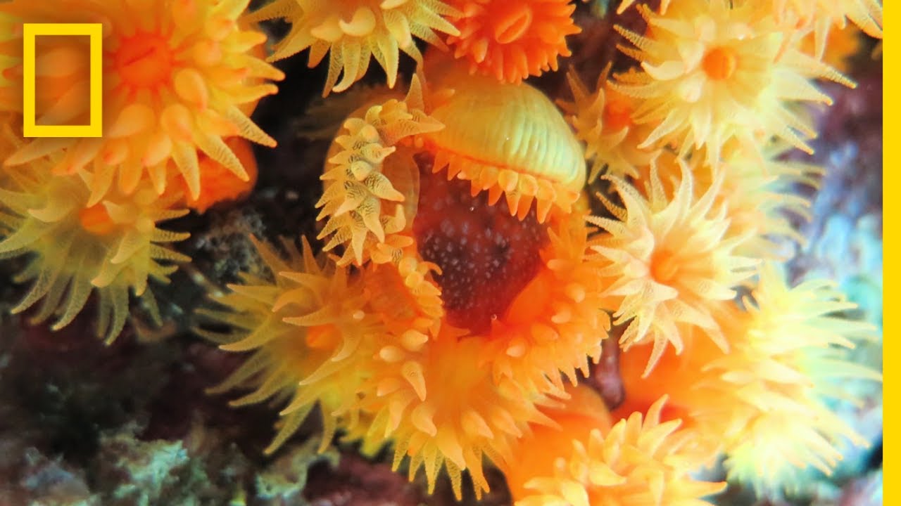 ปะการังทำงานร่วมกันเพื่อกินแมงกะพรุน