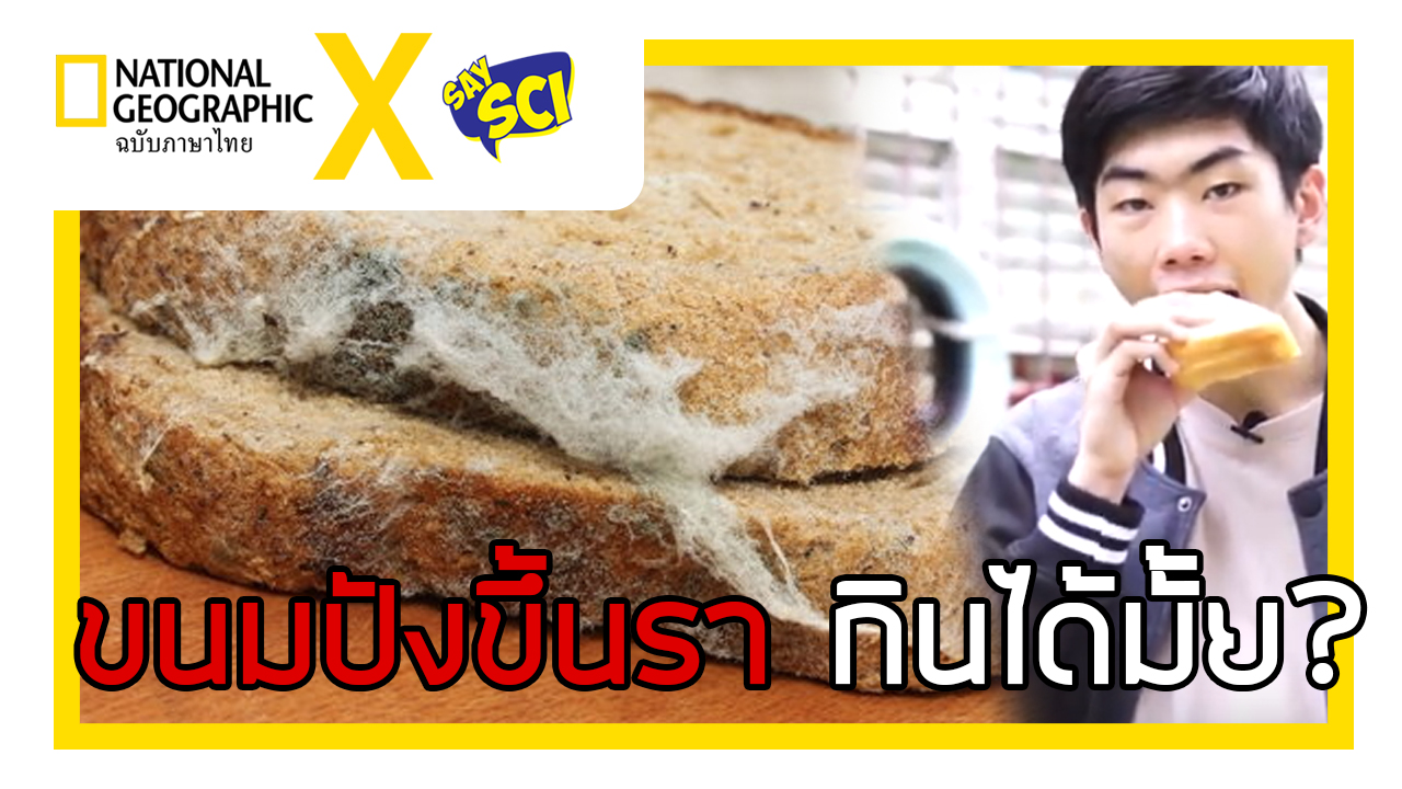 NGT x SaySci Ep.15 “เชื้อราบนขนมปัง”