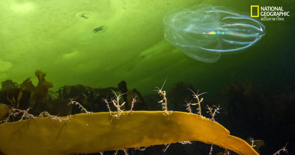 อาร์กติก