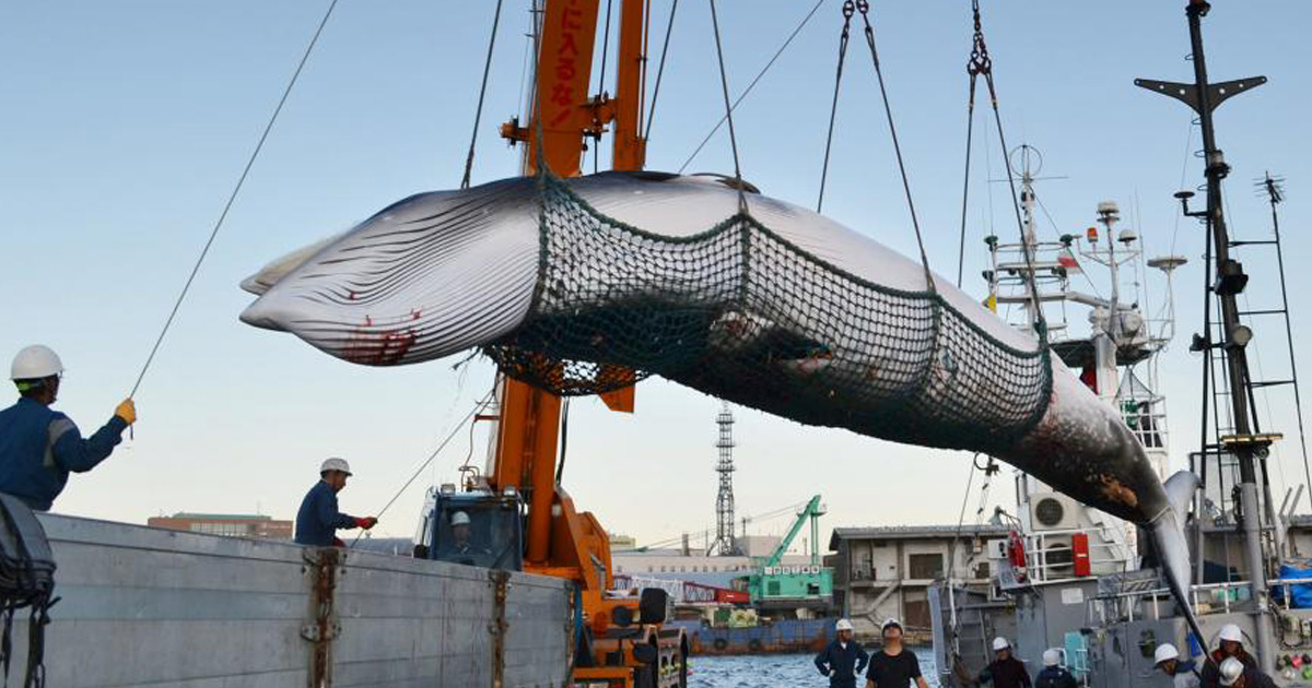 ข่าวร้ายสำหรับวาฬ: ญี่ปุ่นจะกลับมาเริ่ม การล่าวาฬ เพื่อการพาณิชย์อีกครั้ง