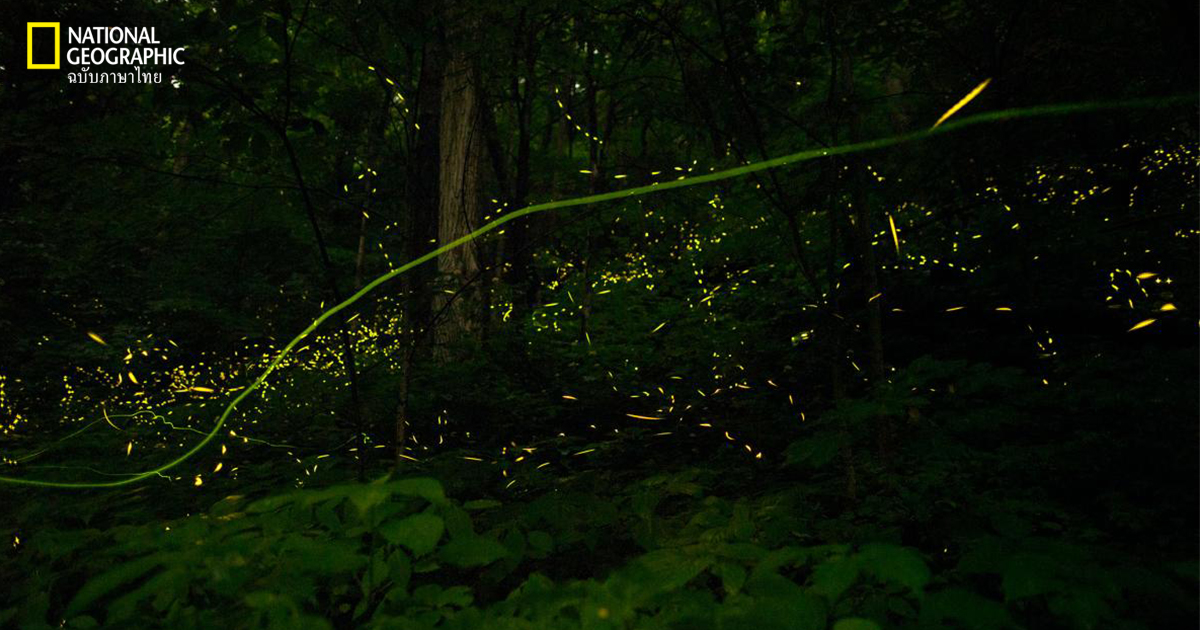 à¸à¸²à¸£à¹à¸£à¸·à¸­à¸à¹à¸ªà¸à¸à¸²à¸à¸à¸µà¸§à¸ à¸²à¸