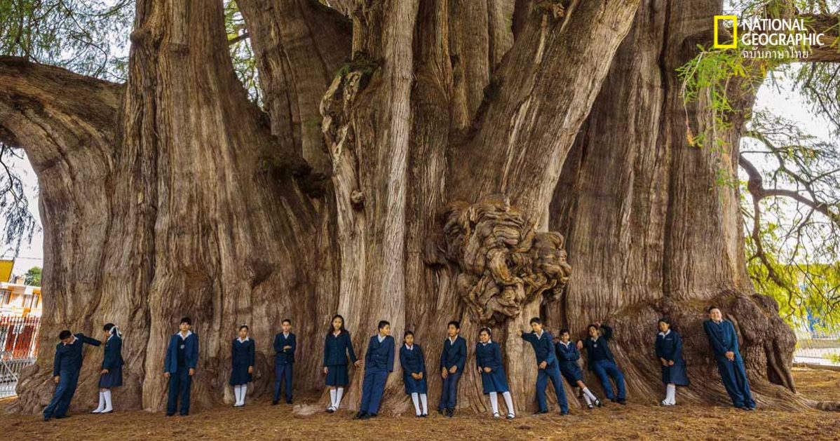 ต้นไม้ แห่งความทรงจำ : เรื่องราวเล่าขานจาก 9 ต้นไม้ในตำนาน