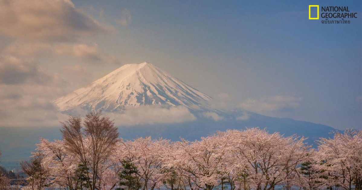 ต้อนรับฤดูใบไม้ผลิด้วยรูปดอกซากุระที่บานสะพรั่งจากทั่วทุกมุมโลก