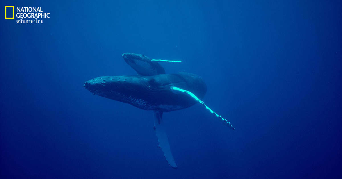 ปรากฏการณ์น้ำทะเลอุ่นเป็นวงกว้าง ปริศนาที่อาจเป็นสาเหตุของปริมาณการออกลูกของวาฬหลังค่อมน้อยลง