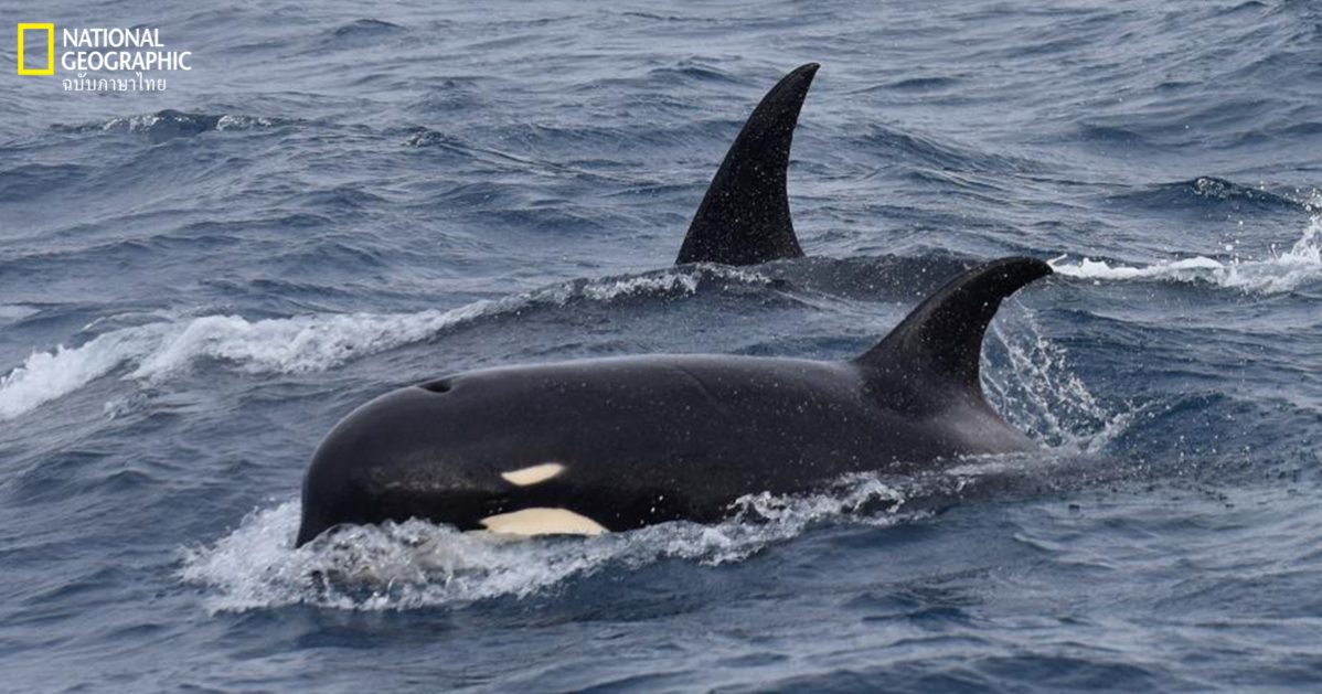 พบ วาฬเพชฌฆาต ที่คาดว่าน่าจะเป็นสายพันธุ์ใหม่นอกจากฝั่งประเทศชิลี