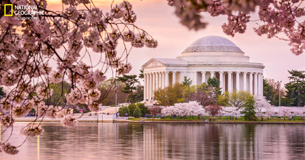 ซากุระ, สหรัฐอเมริกา, ญี่ปุ่น