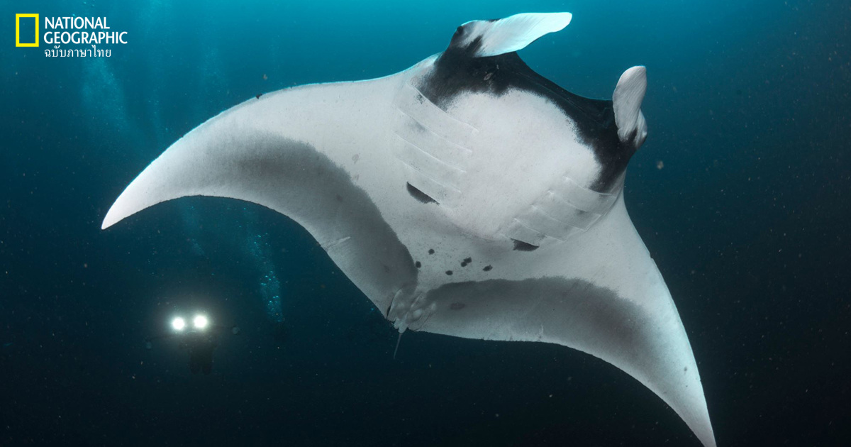 Giant manta ray, ปลากระเบนแมนตา