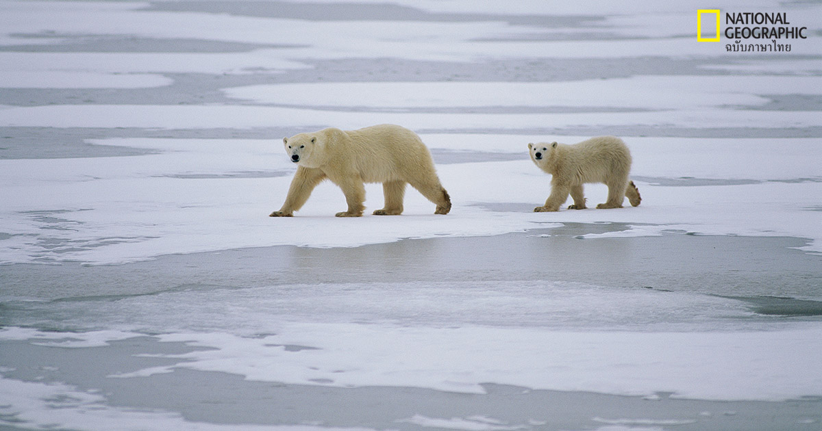 เหตุผลอันน่าประหลาดใจ ว่าทำไมหมีขั้วโลกต้องพึ่งพาน้ำแข็งทะเลเพื่ออยู่รอด