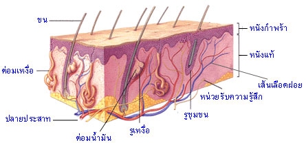 ผิวหนัง, ต่อมเหงื่อ, การขับเหงื่อ, ระบบขับถ่ายของเสีย