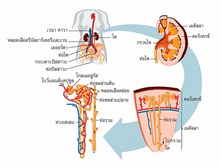 ไต, ระบบขับถ่ายของเสีย, การกรองที่ไต, ระบบไต