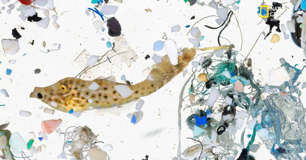 ขยะพลาสติก