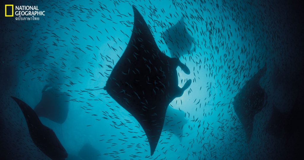 กระเบนราหู, ฝูงปลากระเบน, การหาอาหาร