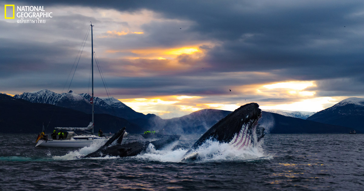 วาฬหลังค่อม, ล่องเรือดูวาฬ