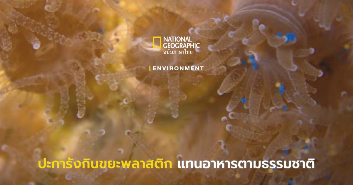 ปะการังกินขยะพลาสติก แทนอาหารตามธรรมชาติ