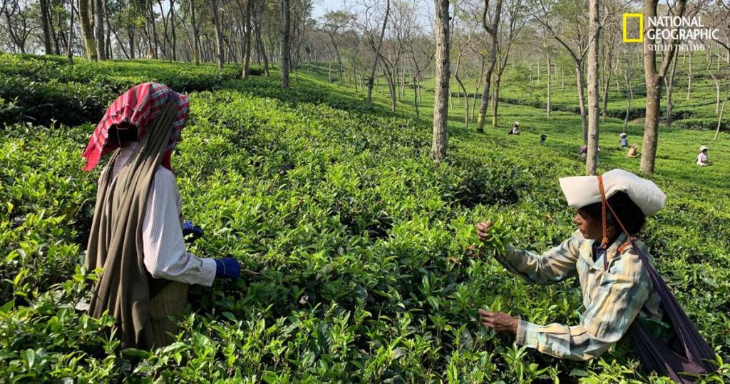 ชาอินเดีย