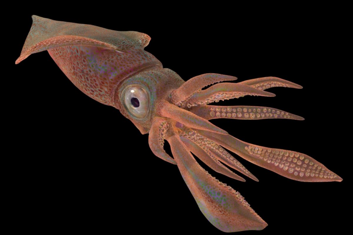 หมึก, สัตว์ไม่มีกระดูกสันหลัง