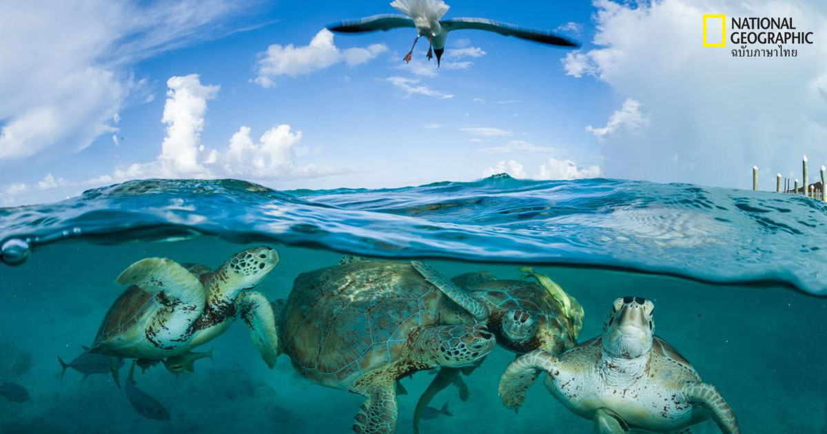 เต่าทะเล : หยัดยืนได้อีกนานเพียงใด