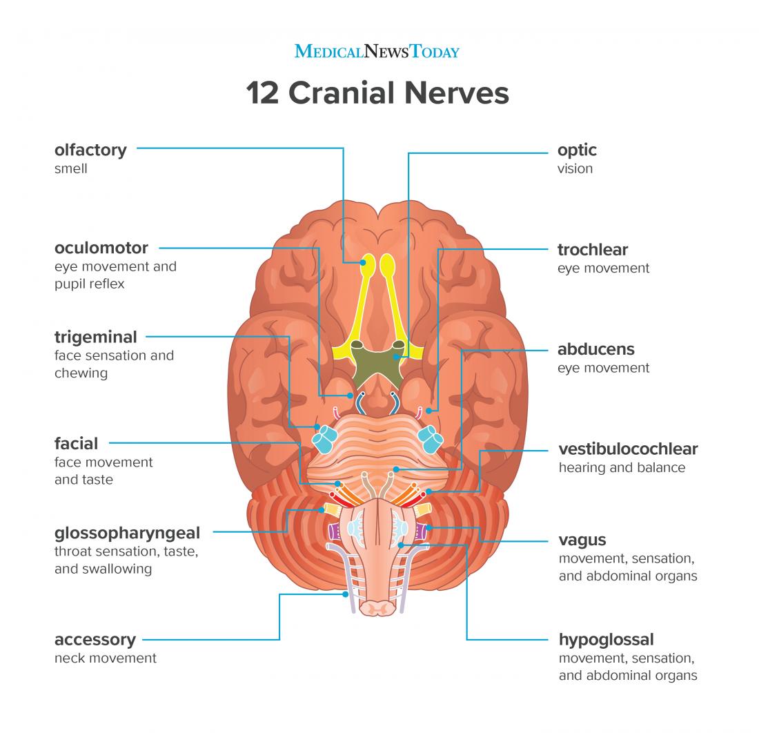 pin-on-neck-nerves