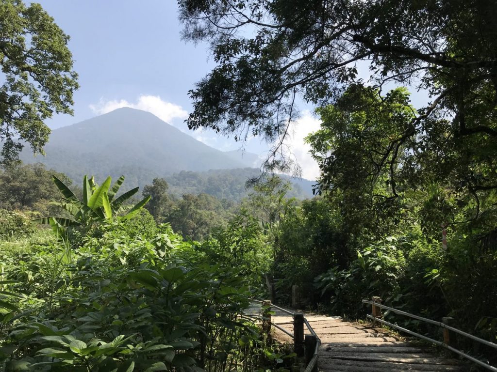 ดูนกที่เกาะชวา, ดูนก, เกาะชวา, อินโดนีเซีย