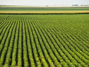 พลังงานหมุนเวียน, พลังงานมวลชีวภาพ