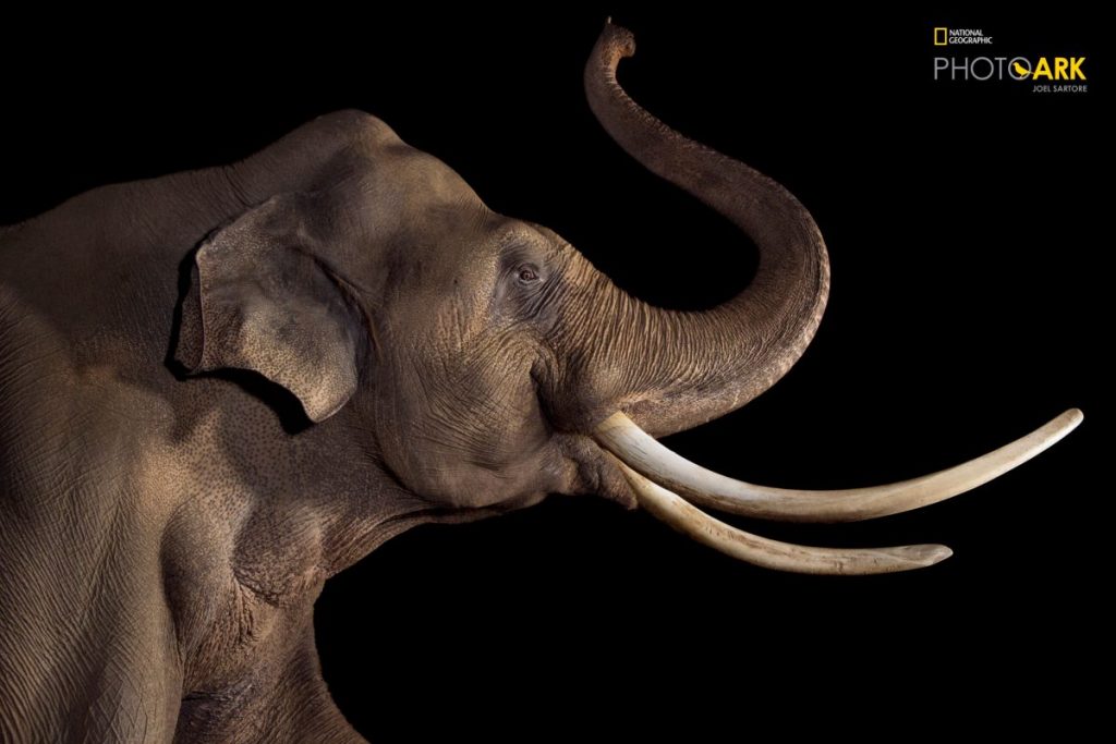 การสูญพันธุ์