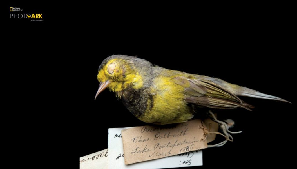 การสูญพันธุ์