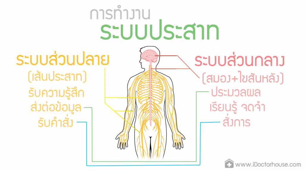 ระบบประสาทส่วนปลาย, ระบบประสาท