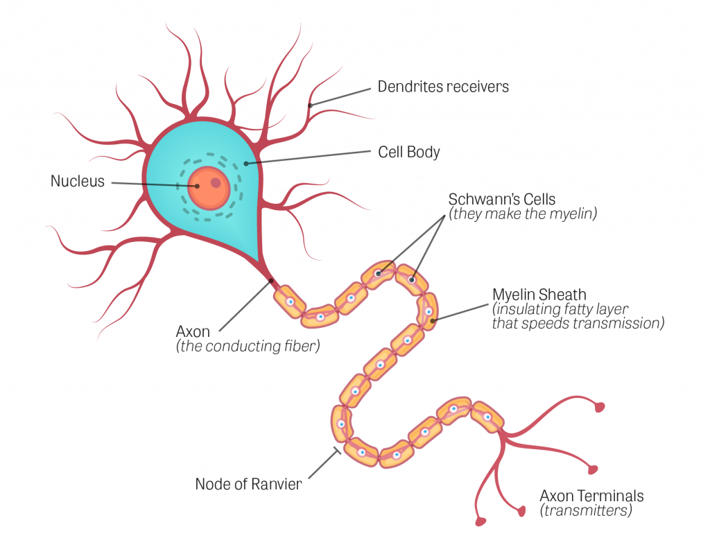สมอง, ระบบประสาทส่วนกลาง, CNS, ระบบประสาท, เซลล์ประสาท