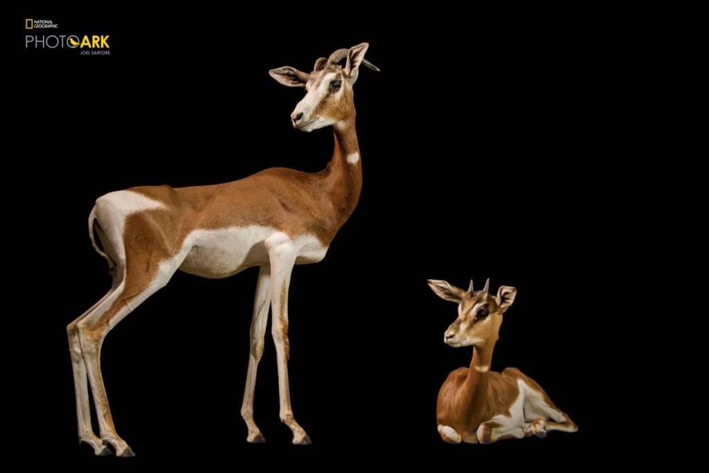 การสูญพันธฺุ์ฺ