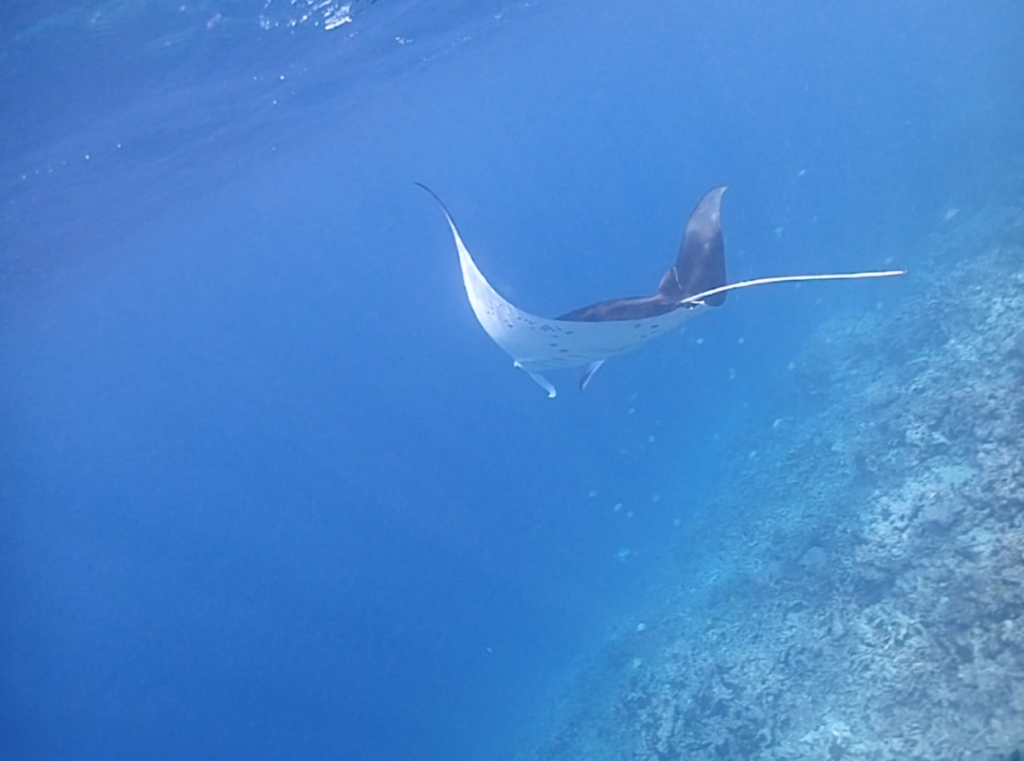 ฟรีไดฟ์, ทะเลมัลดีฟส์, มัลดีฟส์, ฟรีไดฟ์ที่มัลดีฟส์, ดำน้ำที่มัลดีฟส์, ดำน้ำ