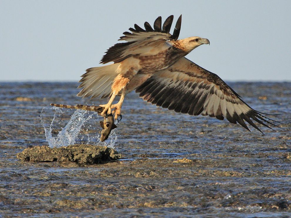 การถ่ายทอดพลังงานในระบบนิเวศ, ผู้ผลิต, ผู้บริโภค