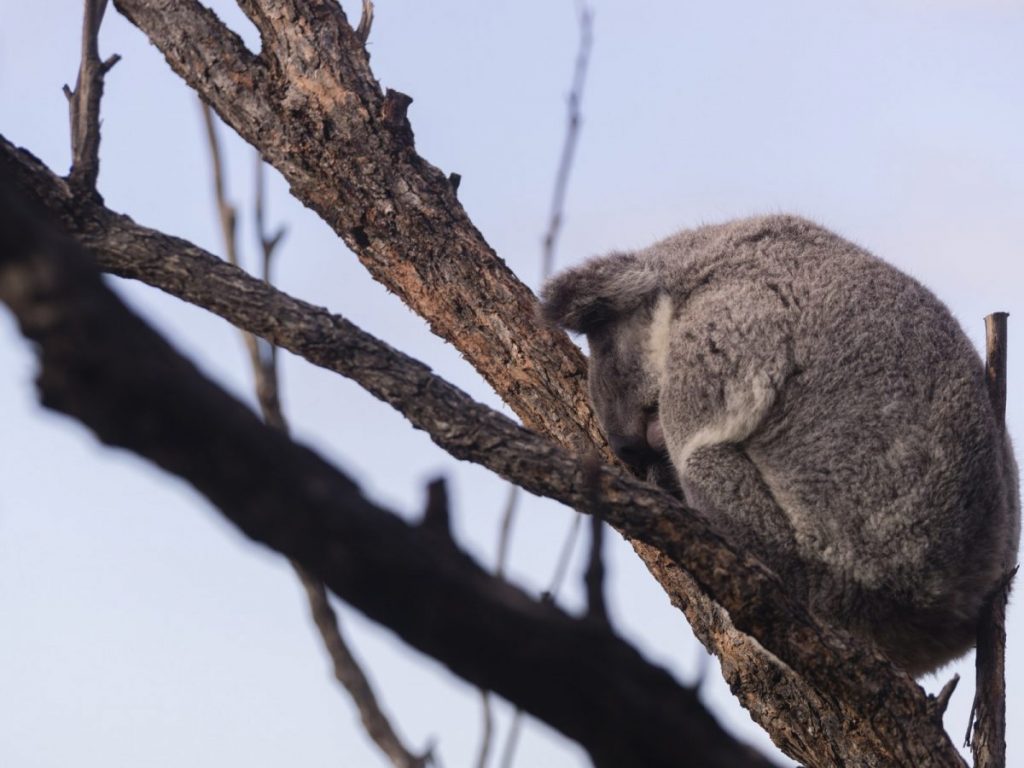 ไฟป่า, ไฟป่าออสเตรเลีย